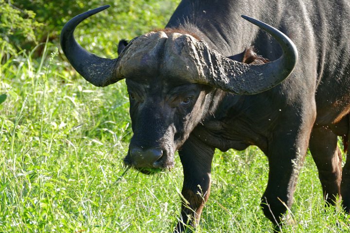 Também conhecido como búfalo-africano, esse animal é um dos “Cinco Grandes” da fauna africana, temidos por caçadores devido à sua força e imprevisibilidade. 