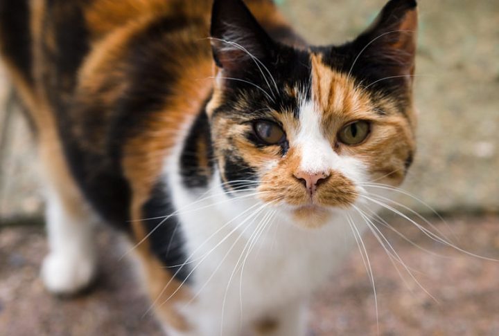 Em 2020, a Lei nº 14.064 aumentou as punições para maus-tratos contra cães e gatos, estabelecendo reclusão de 2 a 5 anos, além de multa e proibição de ter novos animais.