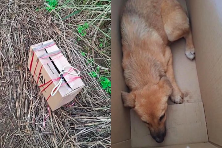 Como não existem câmeras na área, não foi possível identificar o responsável pelo abandono do cãozinho.