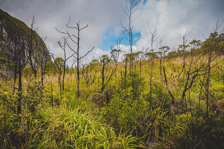 O local também é um importante centro de biodiversidade, graças à vegetação composta principalmente por cerrado e campos rupestres, com grande variedade de espécies endêmicas. 