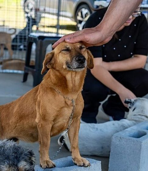 O Código Penal, no artigo 164, também prevê punição para abandono em propriedade alheia sem consentimento.