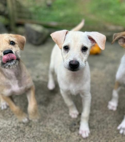 “Nunca viramos as costas para animais abandonados, pois somos a única chance deles de sobrevivência”, afirmou um representante da PAWS Mauritius.