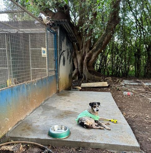 A ONG PAWS Mauritius não recebe recursos do governo local e é mantida unicamente por meio de doações, apoio de empresas e voluntários da região.