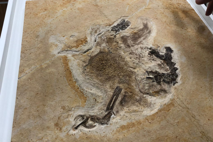 Imagem do fóssil Bira descoberto no Brasil e que foi levado, em condições desconhecidas, para a Alemanha no início dos anos 1990. 