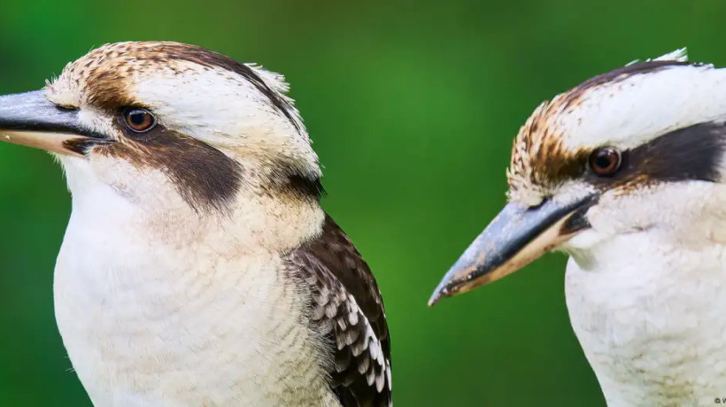 Alguns cucaburras, conhecidos na Austrália pelo seu 