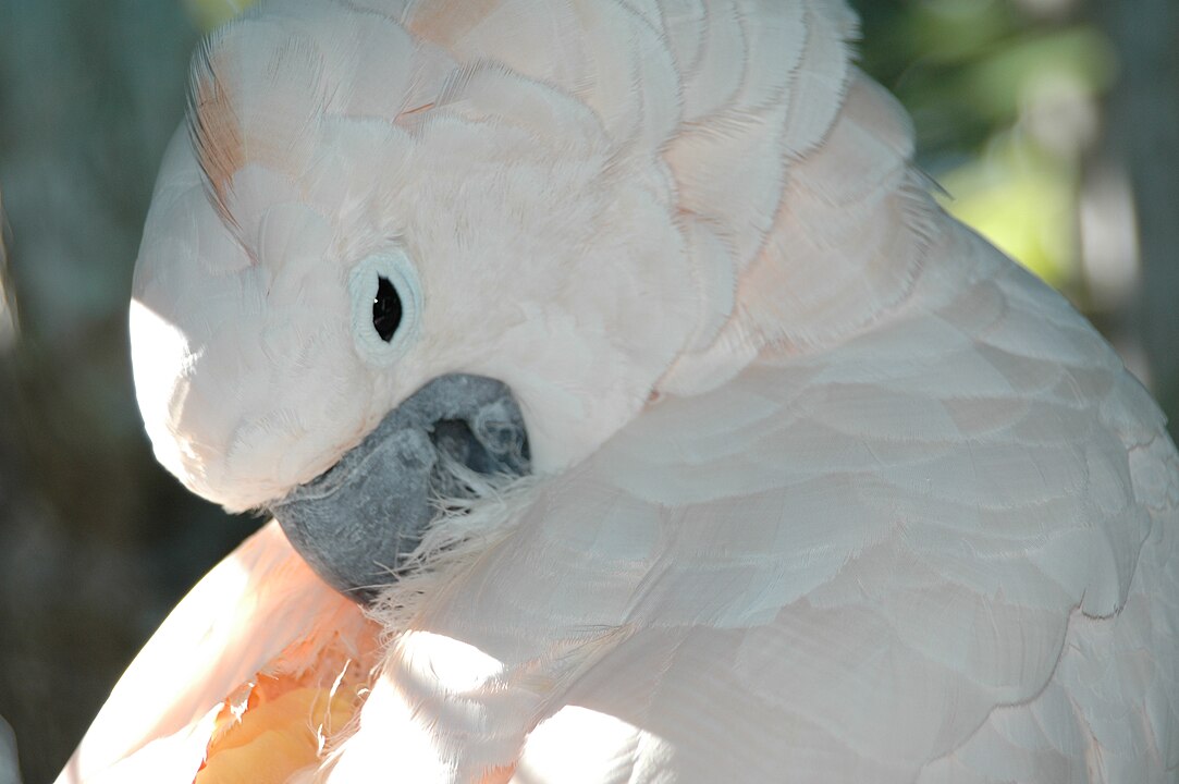 Caso se sintam esquecidas ou abandonadas, tendem a arrancar as penas e a destruir tudo o que tenham à volta, seja plantas, mobília, eletrodomésticos e até mesmo roupas.