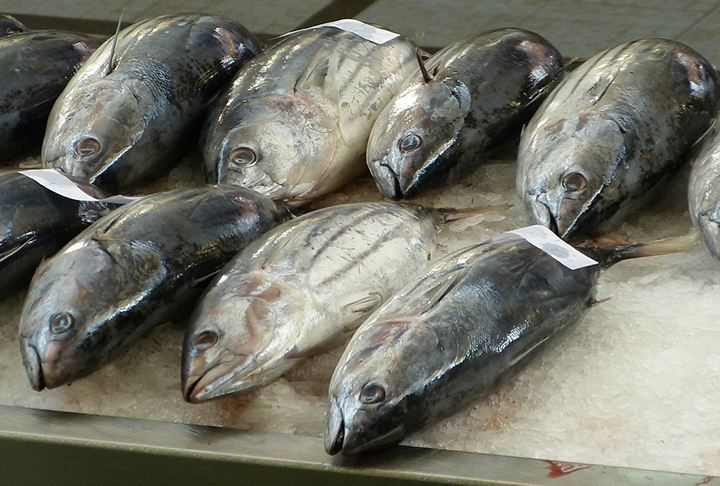 O peixe é considerado um alimento essencial em uma dieta balanceada, principalmente por ser rico em proteínas e nutrientes, como a vitamina B, por exemplo.