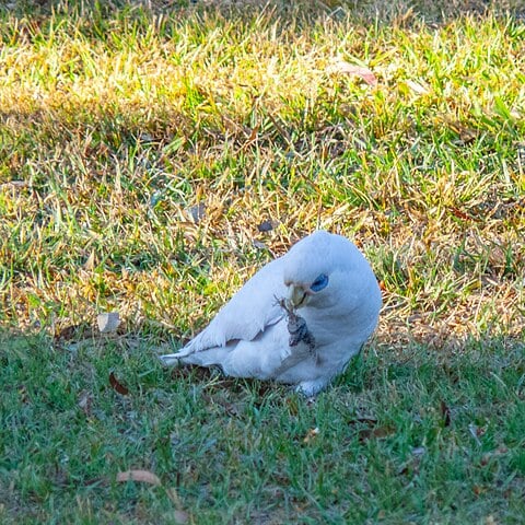 Elas são aves psitaciformes, pertencentes à família Cacatuidae, e têm origem no Sudeste Asiático e na Austrália. Já no Brasil, são animais que possuem regularização do IBAMA para serem adquiridos por pessoas que desejam cuidá-la, de forma doméstica. 