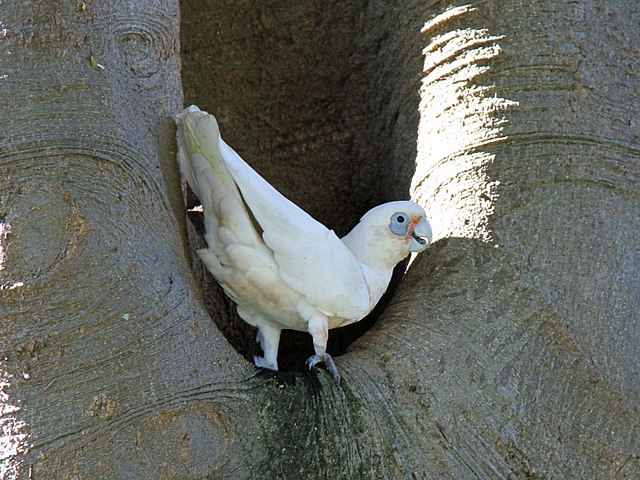 Elas são especializadas em comer sementes e quebrar nozes. Reúnem-se em grandes bandos, vivem em ambientes relativamente úmidos e têm cauda curta, alimentando-se principalmente no solo.