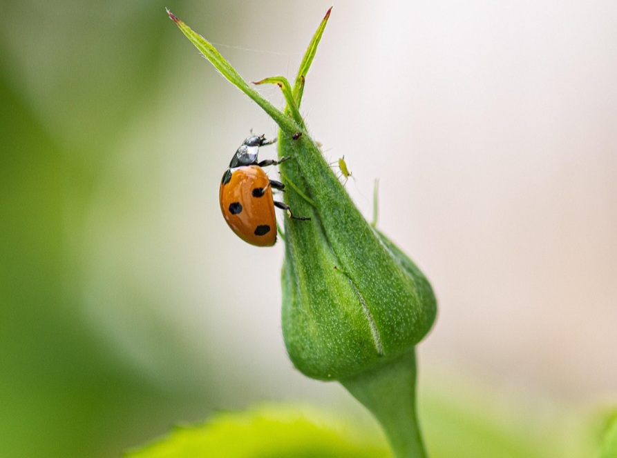 As larvas são alongadas, pretas com manchas coloridas e de aparência bem diferente do adulto. Elas passam por quatro estágios antes de se transformarem em pupas e, depois, em joaninhas.
