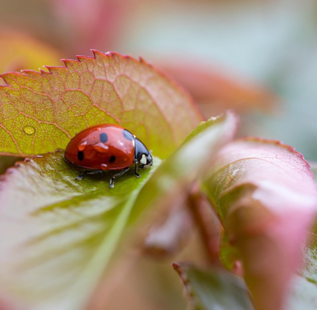 Na ciência, é estudada como bioindicador da saúde ambiental. A presença abundante de joaninhas indica equilíbrio ecológico e baixa poluição química em determinado local.
