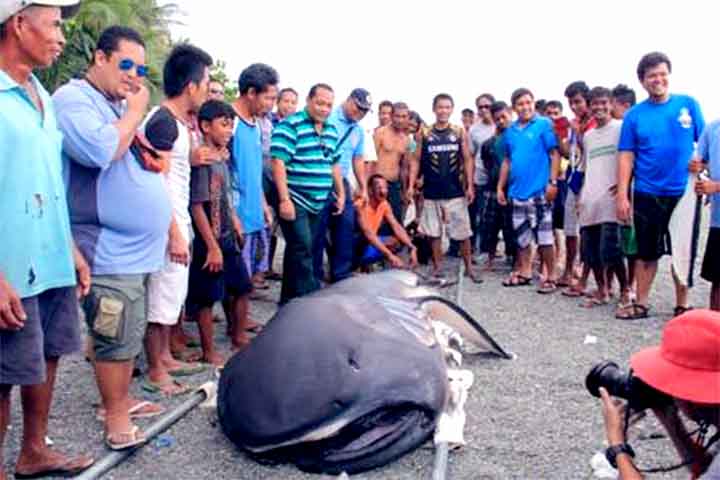 O exemplar, um macho de 4,63 metros, foi encontrado morto no dia no dia 4 de julho. Para se ter uma ideia, este foi apenas o quarto registro dessa espécie no Brasil. No mundo, ele só foi avistado 274 vezes!
