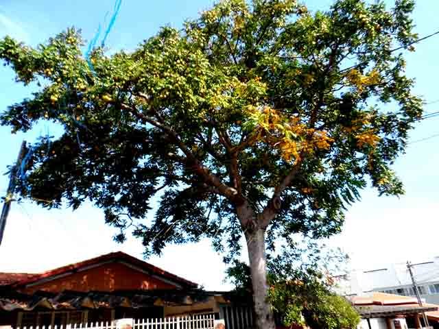 A cajazeira, árvore que produz o cajá-manga, pode atingir até 15 metros de altura, com desenvolvimento favorável em climas quentes e úmidos. 