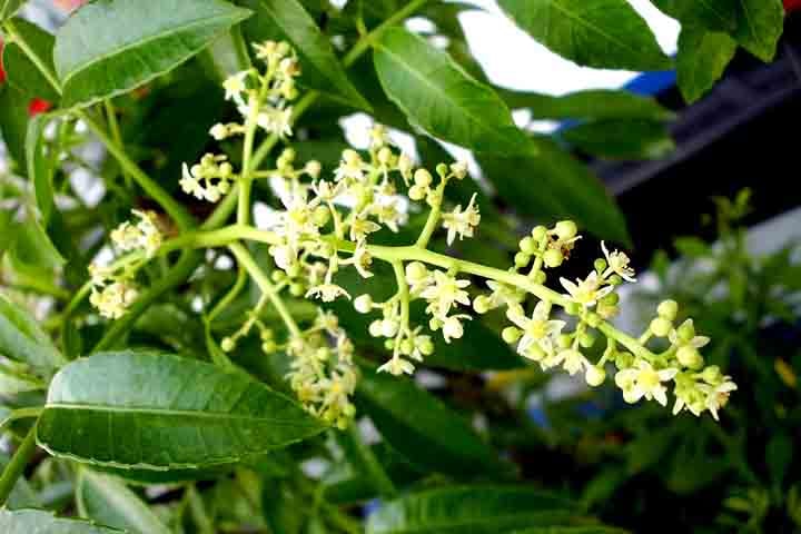 O cajá-manga pode ser plantado em casa, especialmente em quintais espaçosos, chácaras ou sítios. Em locais com pouco espaço, não é indicado o cultivo diretamente no solo, mas a planta pode ser iniciada em vasos grandes para depois ser transplantada.