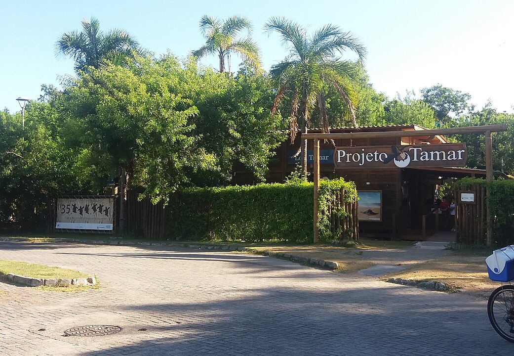 A intenção é que, após análises, o tubarão seja exposto no Museu da Fundação Projeto Tamar para conscientização ambiental e divulgação científica.