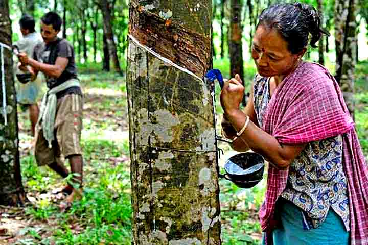 Com a queda da produção brasileira, o monopólio da borracha foi transferido para a Ásia. Isso marcou um declínio econômico na região amazônica, especialmente após a década de 1910.