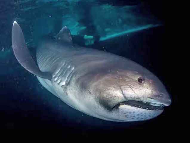Descoberto apenas em 1976, o tubarão megaboca vive em águas profundas de regiões tropicais e subtropicais. 