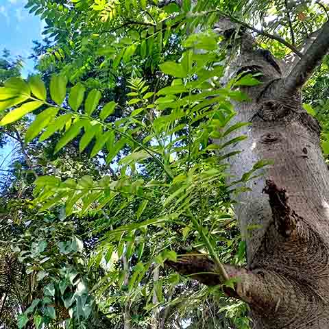 As folhas são ricas em rutina, um importante flavonoide com grande atividade antioxidante, assim como a fruta é rica em fibras. Isso faz com que ela traga benefícios para a saúde intestinal e possa ajudar na sensação de saciedade.