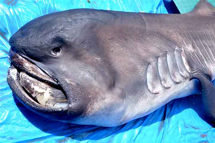 Seu nome se deve à sua enorme boca, que pode atingir mais de um metro de diâmetro e é utilizada para filtrar o plâncton da água, sua principal fonte de alimento.