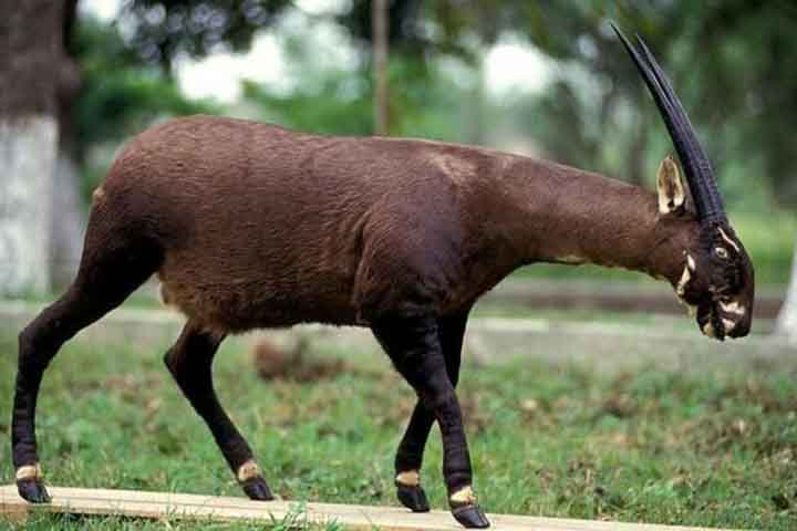 Saola: Trata-se de um mamífero raro e enigmático encontrado nas florestas montanhosas do Vietnã e Laos. Foi descoberto em 1992 e está criticamente ameaçado pela perda de habitat e caça.