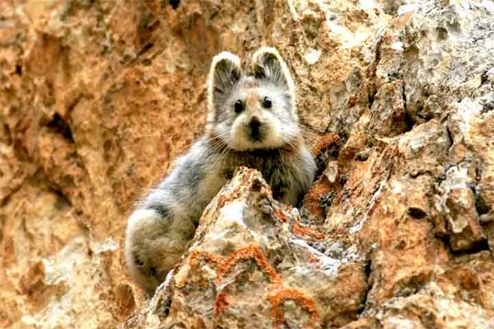 Ili Pika: Pequeno mamífero endêmico da China, descoberto em 1983. É extremamente raro e ameaçado pelas mudanças climáticas.