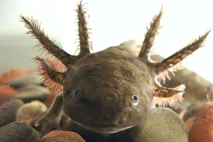 Axolote: Um tipo de salamandra nativa do México, o axolote é famoso por sua capacidade única de regenerar membros e órgãos. Está criticamente ameaçado devido à poluição e destruição de seu habitat aquático.