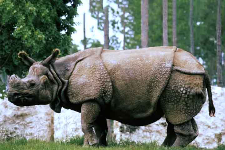 Rinoceronte-de-java: Uma das espécies de rinoceronte mais ameaçadas do mundo, com menos de 50 indivíduos sobrevivendo na Indonésia. É extremamente reservado e difícil de ser observado na natureza.