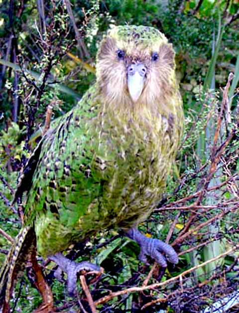 Pássaro Kakapo: Este é um papagaio noturno, não voador e o mais pesado do mundo, endêmico da Nova Zelândia. Programas de conservação tentam salvar a espécie, que tem cerca de 250 indivíduos.