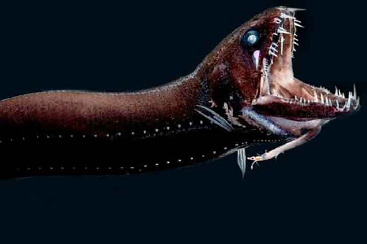 Peixe-dragão-das-profundezas: Vivendo nas profundezas abissais dos oceanos, este peixe é notável por seu corpo alongado, dentes afiados, bioluminescência e longos apêndices usados para atrair presas.