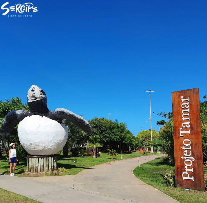O exemplar estava em bom estado e foi levado para estudo no Oceanário de Aracaju. Localizado na Orla de Atalaia, é o primeiro oceanário do Nordeste e possui formato de tartaruga gigante, abrigando cerca de 70 espécies marinhas e fluviais em 18 tanques, além de promover ações de sensibilização ambiental por meio do Projeto Tamar