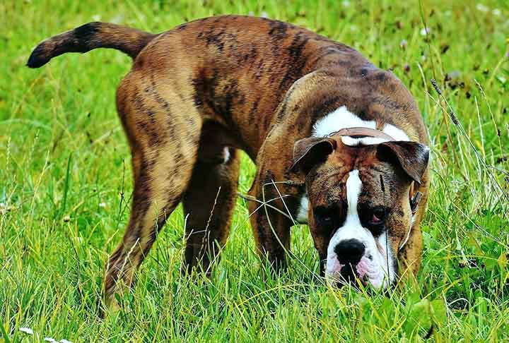 Uma de suas principais características é ser muito fiel ao dono. É um cachorro bastante protetor a toda família e um verdadeiro amigão.