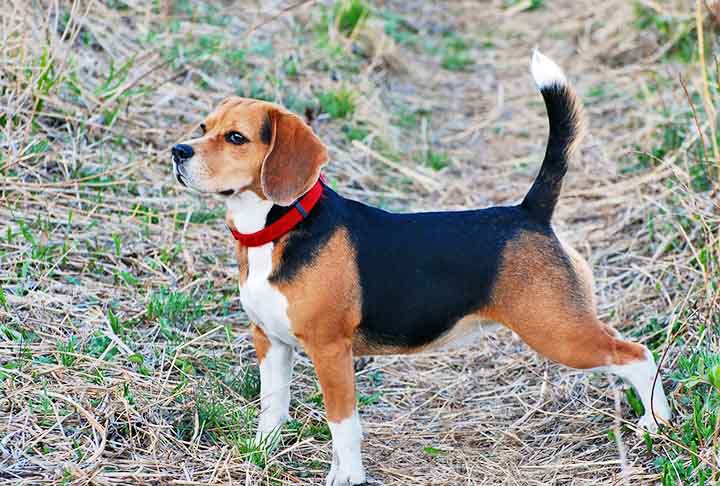 Beagles não são tão silenciosos em geral, mas, como essa tendência é atrelada à sua condição de vida, é possível encontrar uns bem quietos.