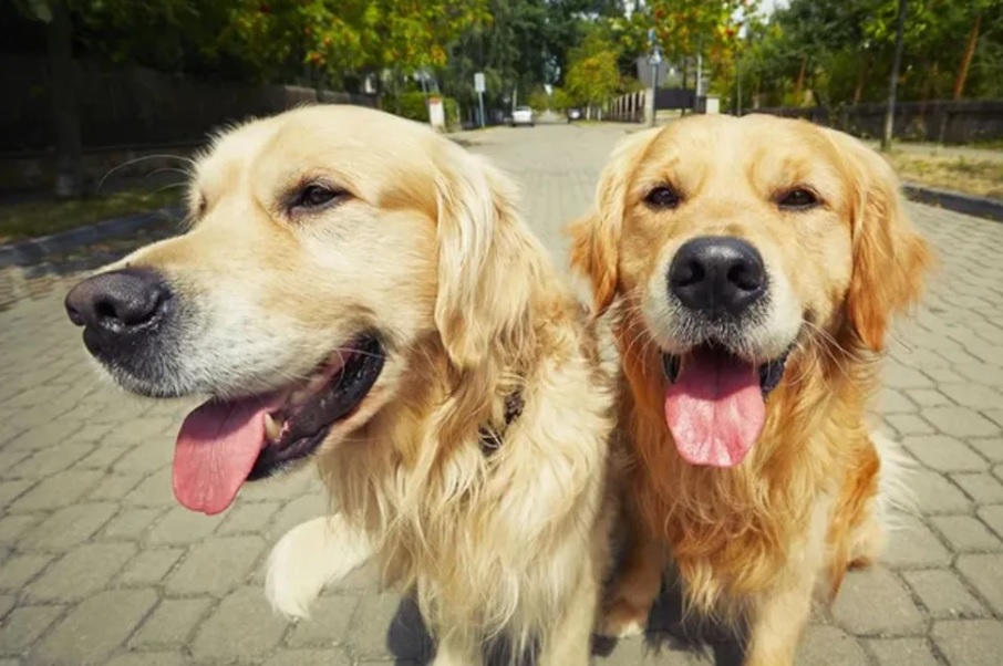 Sua boca em forma de sorriso é um colírio para os olhos dos fãs dos golden retrievers. Muito espaçoso e brincalhão, esse cachorro necessita de muita atenção e exercícios físicos, a fim de gastar sua vasta energia.