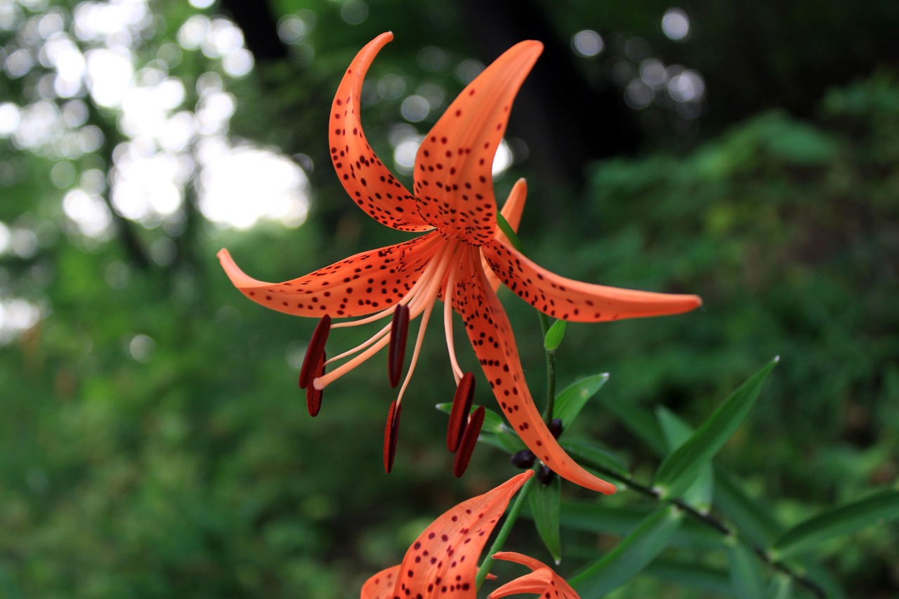 As flores do lírio são grandes e vistosas, com pétalas em forma de trompete, podendo variar em cores e formatos. As folhas, por sua vez, são geralmente lanceoladas (formato de lança, ou seja, estreitos e alongados), contribuindo para a beleza da planta. 