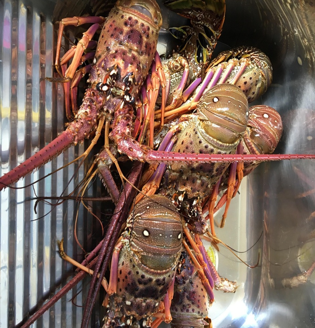 Além disso, a atividade de pesca de lagostas tem um grande impacto socioeconômico e cultural, principalmente em regiões costeiras. É também fundamental na economia e sociedade brasileira, especialmente nas regiões Norte e Nordeste.