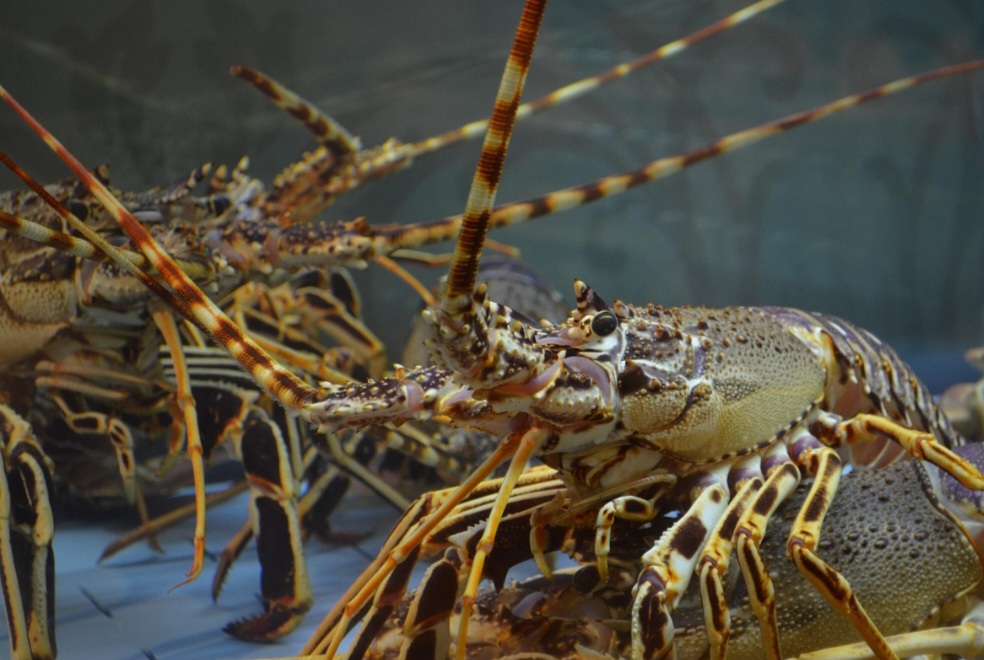 As lagostas se alimentam de outros animais, como peixes, moluscos, crustáceos, assim como de vermes e algumas plantas. Por outro lado, podem ser predadas por caranguejos, outras espécies de peixes e golfinhos.