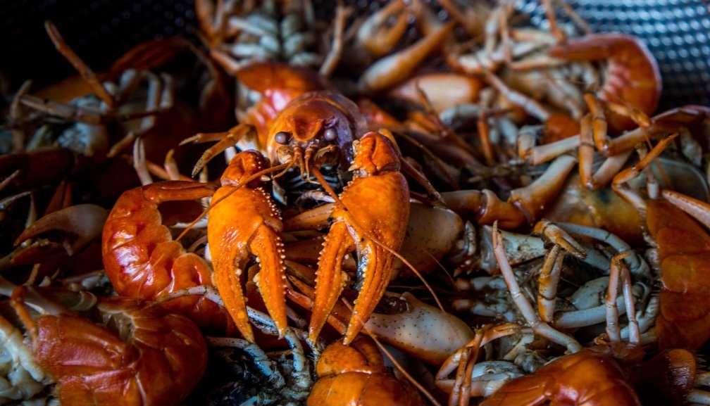 É também o nome comum dado a uma grande diversidade de espécies de crustáceos decápodes marinhos da subordem Palinura, caracterizados por terem as antenas do segundo par muito longas e os urópodes em forma de leque.