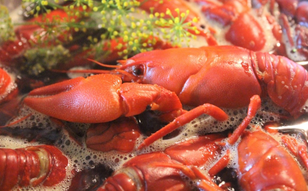 Sendo assim, elas possuem um exoesqueleto duro que as protege e permite que cresçam através de um processo chamado muda. Durante esse momento, a lagosta se livra de seu exoesqueleto antigo e forma um novo, mais espaçoso.