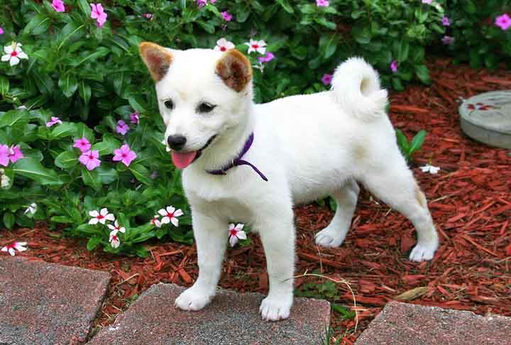 Originário do Japão, o Shiba Inu é provavelmente o menor cachorro asiático. Esses cães são extremamente resistentes e muito fiéis.