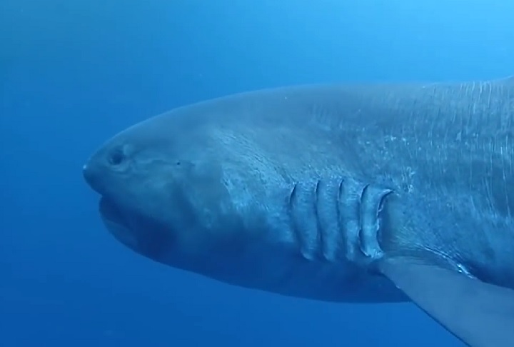 Sua biologia ainda é pouco compreendida, mas acredita-se que seja uma espécie solitária e de crescimento lento. Veja outras espécies raras de animais!
