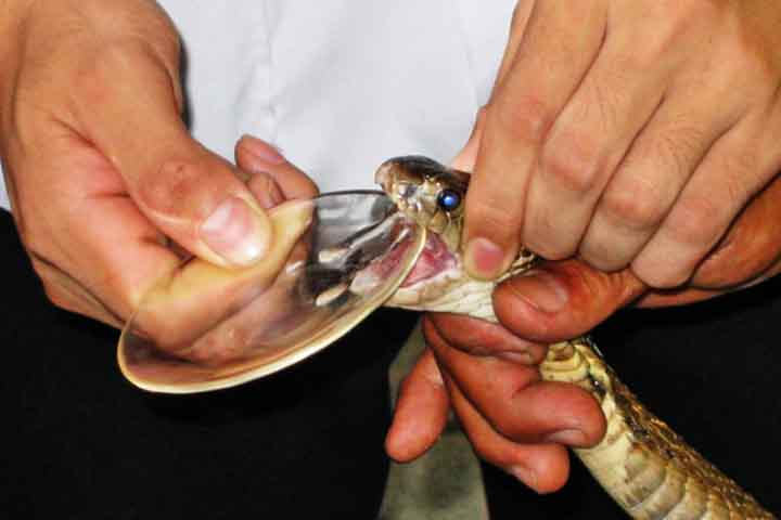 Após observar a alta mortalidade por picadas de cobras no interior de São Paulo, ele iniciou estudos com base na soroterapia do francês Léon Calmette e percebeu que os soros genéricos eram ineficazes contra venenos como os da cascavel e jararaca.