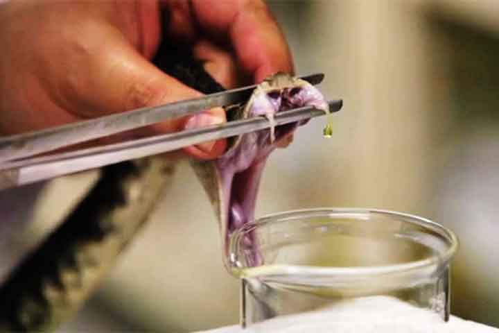 Antídoto para venenos de cobra: O médico brasileiro Vital Brasil revolucionou o tratamento contra picadas de cobra ao descobrir que cada veneno exige um soro específico. 