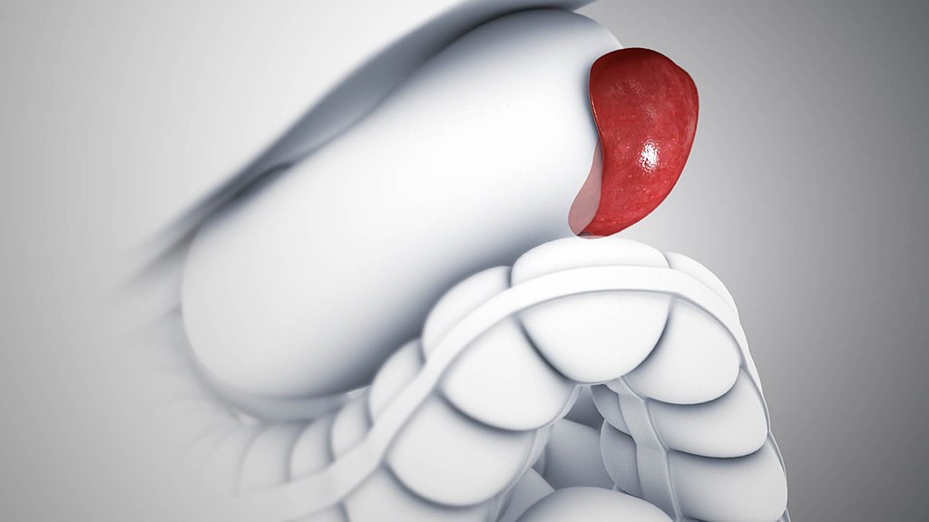 Se há algo acontecendo no nível genético, deveria ser perceptível no tamanho do baço. E lá observamos essa diferença extremamente significativa”, enfatizou Melissa Llardo.