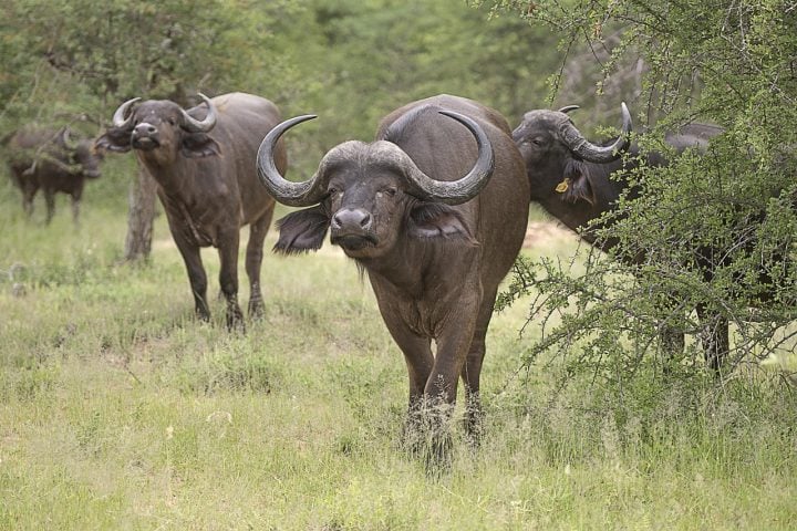 Esse búfalo vive em savanas, florestas e pântanos, formando manadas hierárquicas lideradas por fêmeas. 