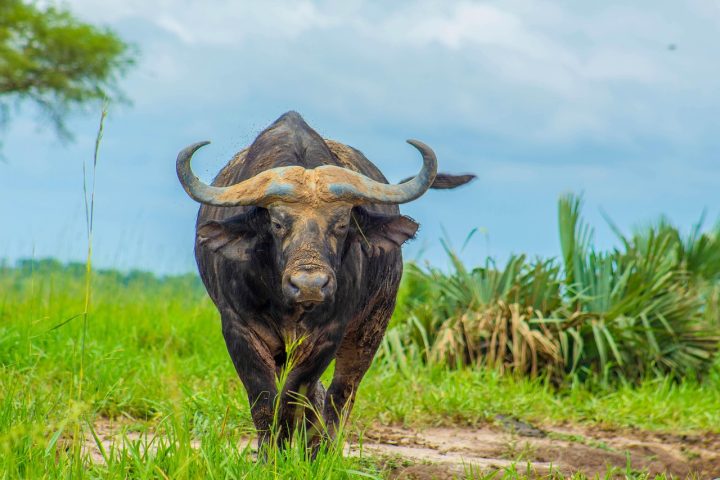 A expedição foi organizada pela empresa Coenraad Vermaak Safaris e teria custado ao milionário cerca de US$ 10 mil (cerca de R$ 55 mil).