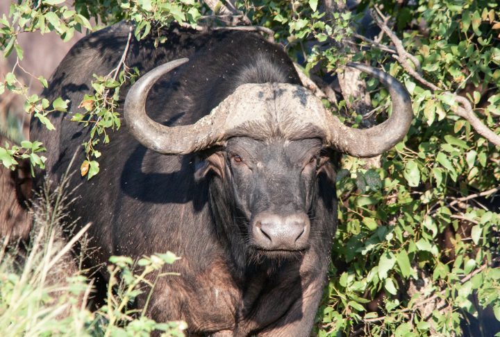 O búfalo-do-cabo pode pesar entre 500 e 900 kg, com corpo robusto, pelagem escura e chifres largos e curvados que se unem na base formando um escudo ósseo chamado “boss” (chefe, em português).