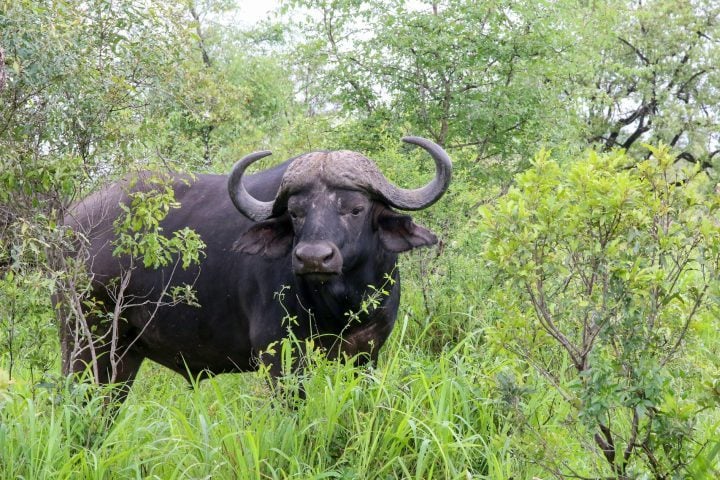 O grupo perseguia um búfalo de aproximadamente 1,3 tonelada em uma área de mata fechada.