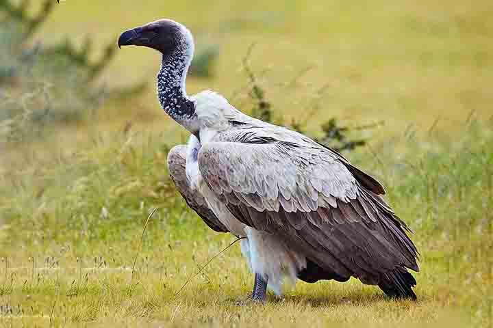 Muitas vezes vistos com desprezo por sua aparência e hábitos alimentares, os abutres são na verdade heróis invisíveis do meio ambiente.