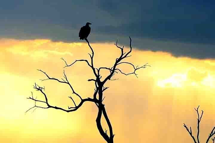 Guardas florestais usam os abutre como vigias, já que sua presença em um local pode indicar carcaças deixadas por caçadores ilegais.