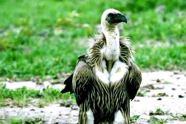 Mas sua importância vai além da limpeza ambiental. Abutres também ajudam no combate ao crime (é isso mesmo).